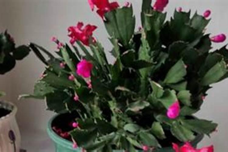 磷肥钾肥氮肥对植物有什么作用