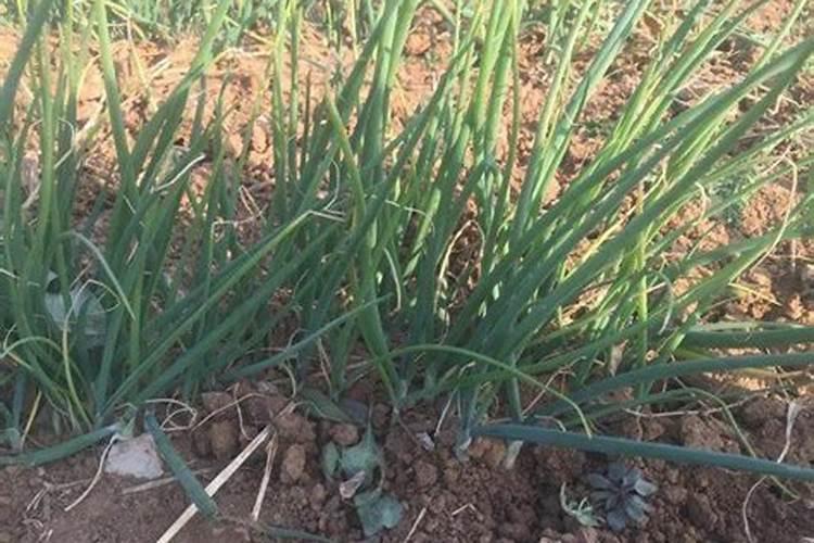 大葱、大蒜和韭菜最怕什么肥料？这3种肥料别乱用,否则干尖黄叶