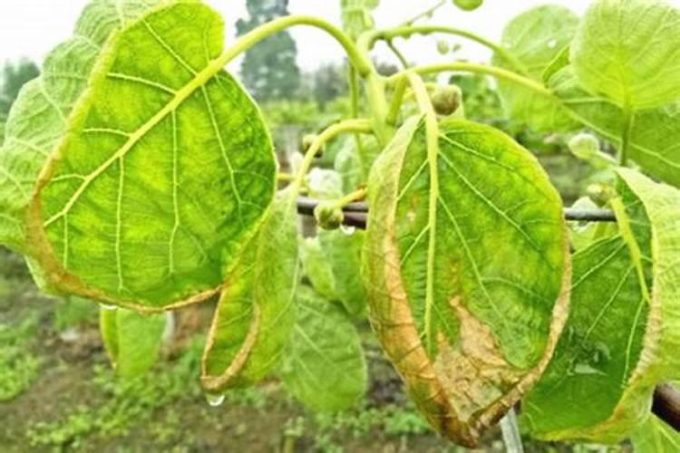 猕猴桃枯萎是怎么回事