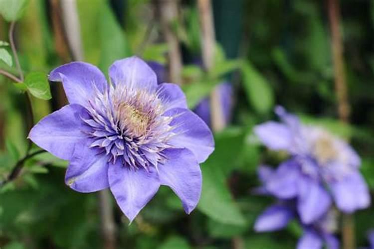 铁线莲怎么施肥