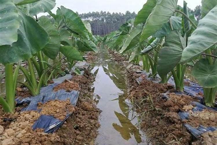 种植玉米时需不需要追肥？玉米在几叶追肥最好？