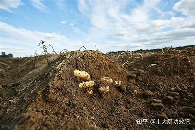 为什么你用的水溶肥效果不好