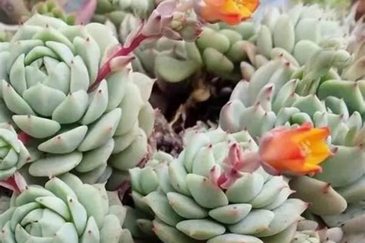 多肉浇水能浇在叶子上吗