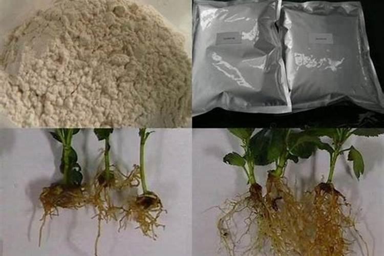 中药材生根用干什么肥料好,地黄壮根肥什么时候施肥!