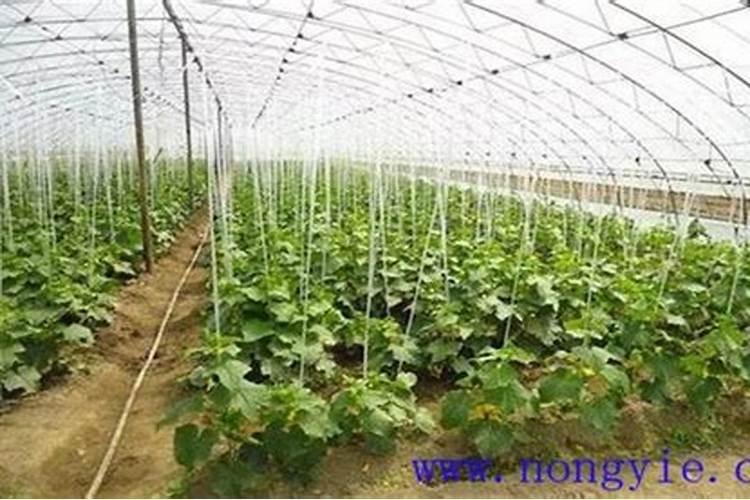 玉米打叶面肥好还是追尿素好