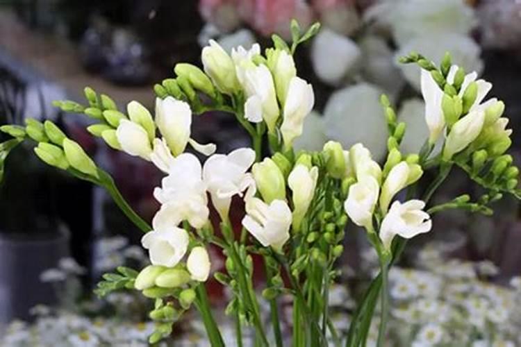 小苍兰的养殖方法和注意事项