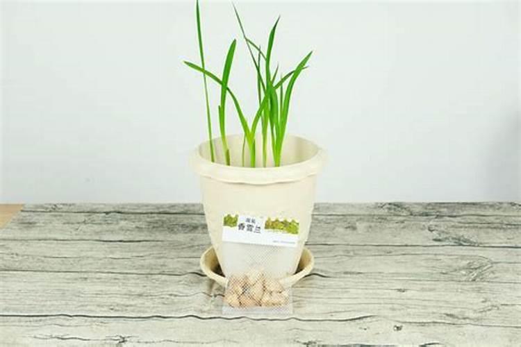 小苍兰的养殖方法和注意事项