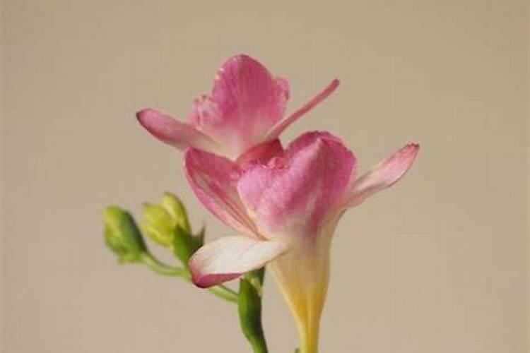 小苍兰的养殖方法和注意事项