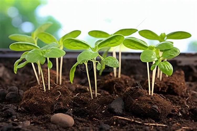 甜菜生长什么时候施中量元素肥