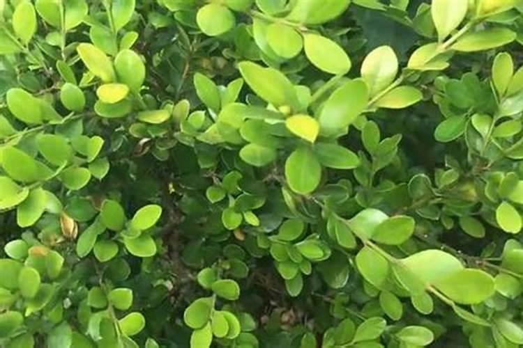 黄杨施什么肥长得快