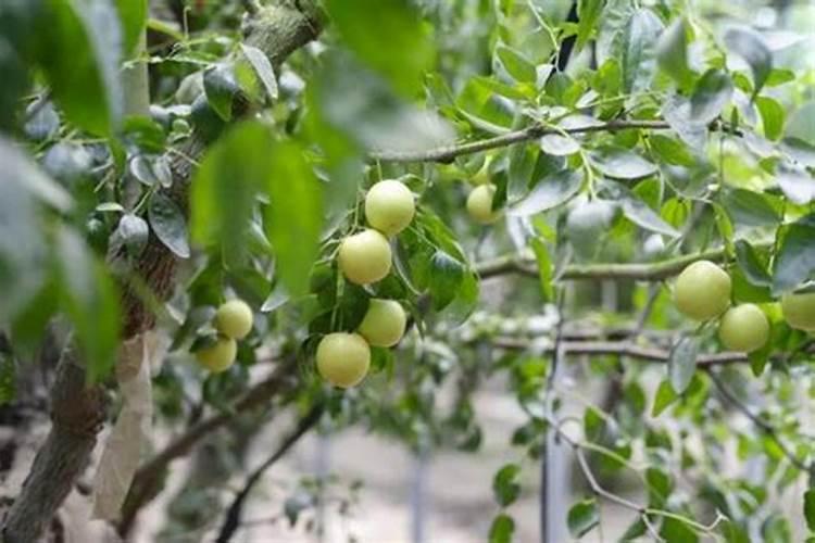 冬枣什么时施肥最佳？施什么肥？