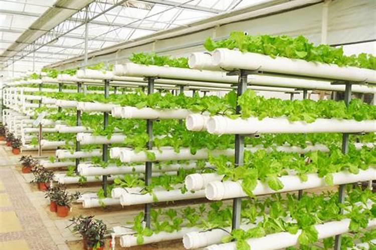 广东种菜用什么肥料好