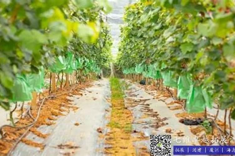 蔬菜移栽苗大好还是小好