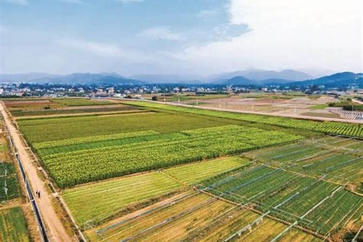 果实如何快速膨果？用啥肥料比较好？