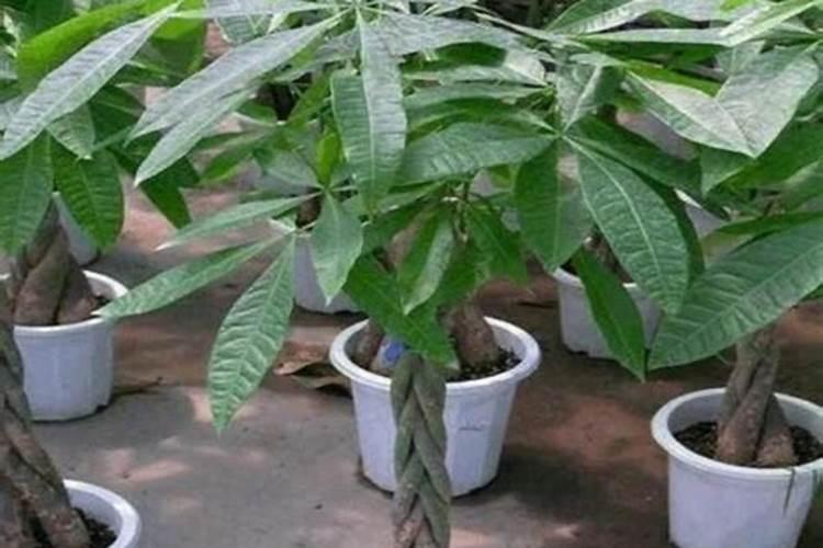 发财树喷雾可以给米竹喷吗