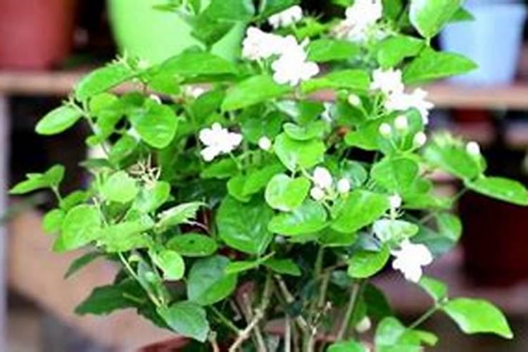 茉莉花的施肥方法