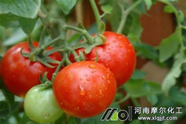 番茄施用叶面肥的注意事项和叶面肥的选择