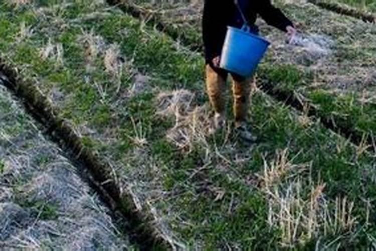 大量元素水溶肥可以和复合肥一起冲吗