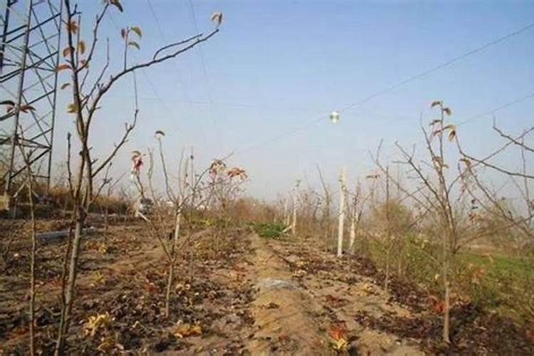 梨树不同时期的栽培管理