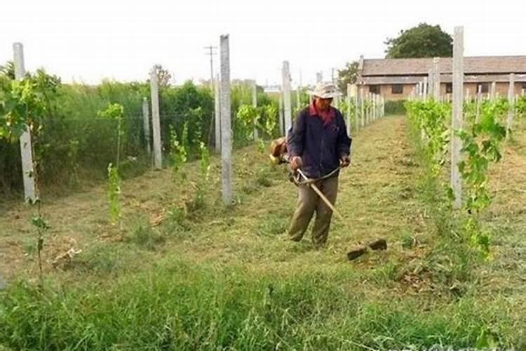 梨树夏季黑星病防治方法