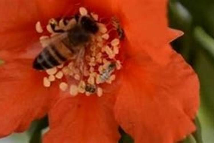 石榴花的四季养护方法