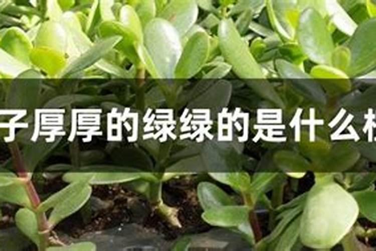 氮肥的主要成分和作用,怎么在家自制