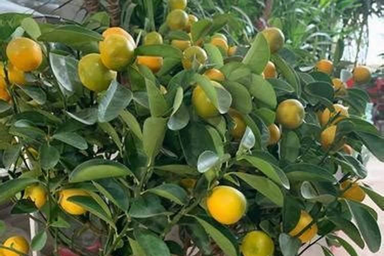 在广安种植金桔怎么样？