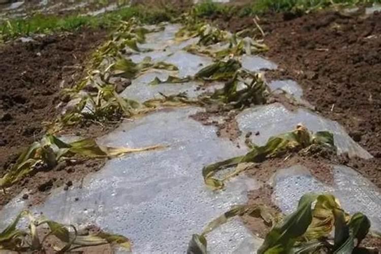 观叶植物施肥要多氮吗