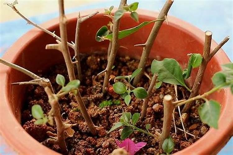 如何让三角梅快速生根