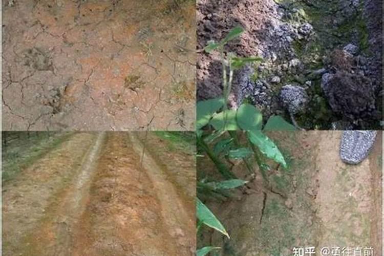 植物的含氮量多于正常水平会有什么症状