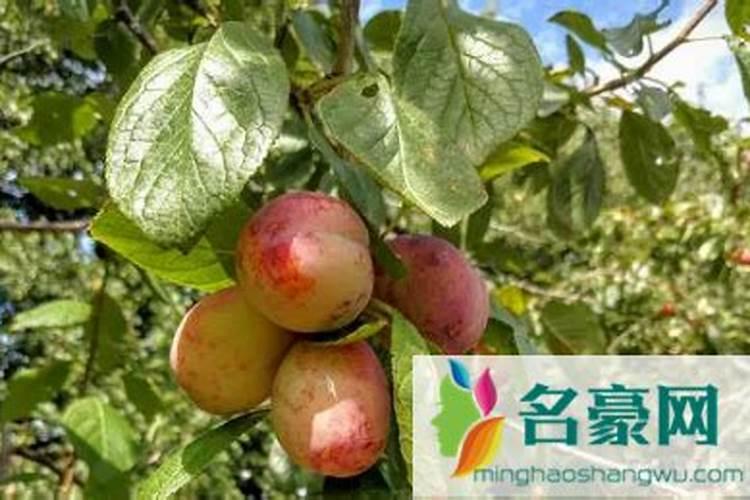 李子树用什么肥料最好