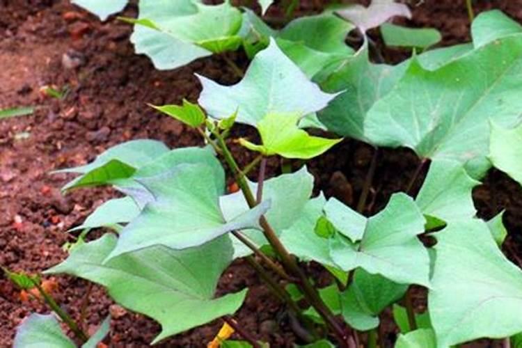 红薯冲硫酸钾的好处？