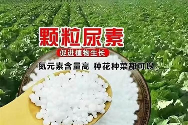 种花什么时候施肥