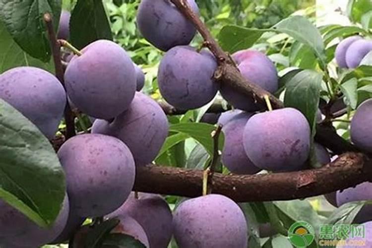 芸苔素和赤霉素有什么区别