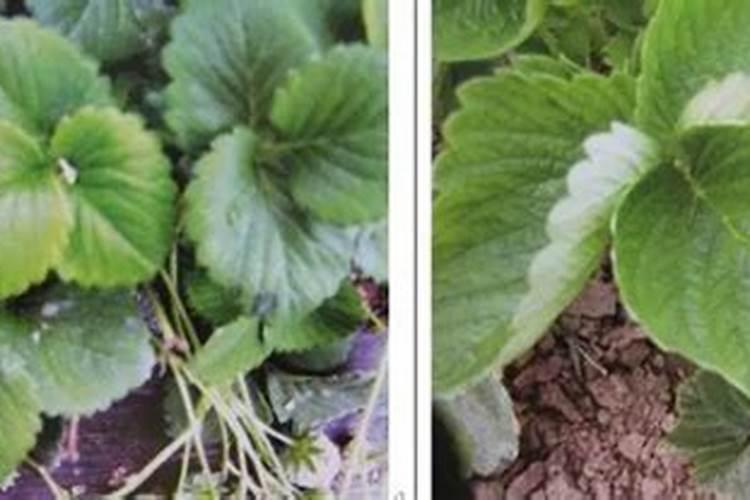 氨基酸水溶肥的危害