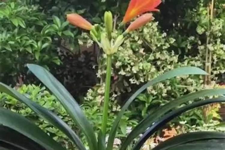 君子兰花需要上啥肥