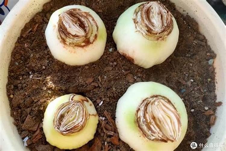 百合花用什么肥料最好