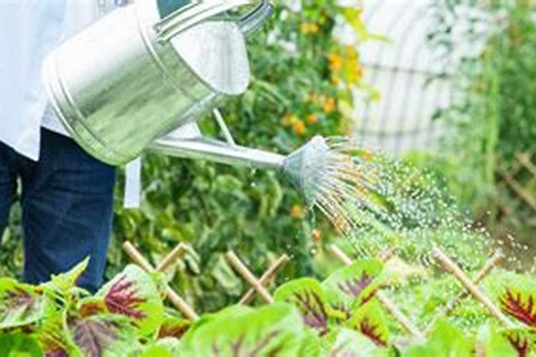 不烧根的复合肥有哪些