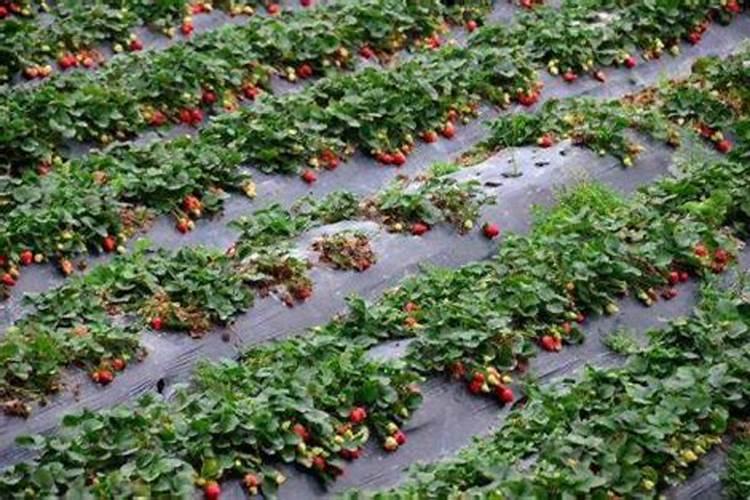 请教草莓温室冬季复合肥亩可以充施多少斤是安全用量