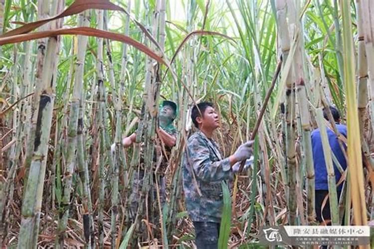 甘蔗需要喷几次叶面肥