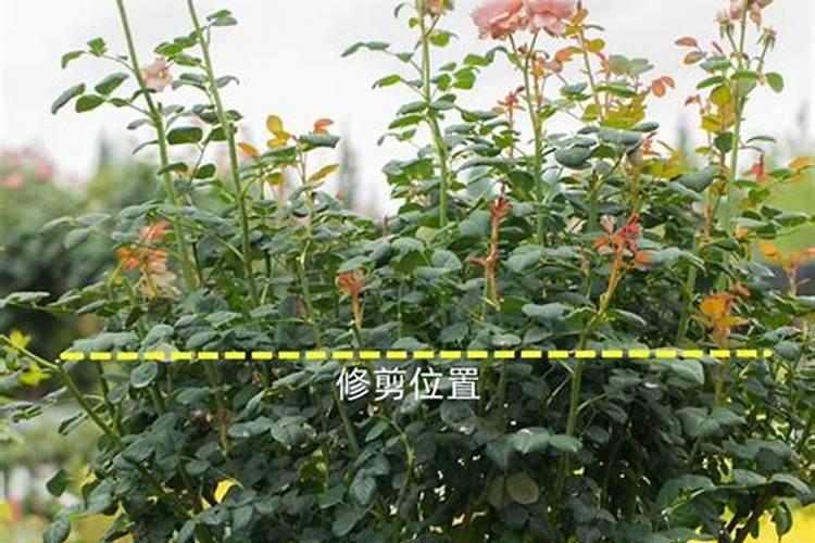 月季花修剪后施什么肥 月季剪花后如何施肥