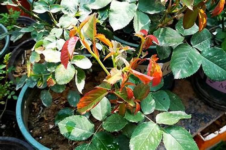 月季花摘芽后如何正确施肥