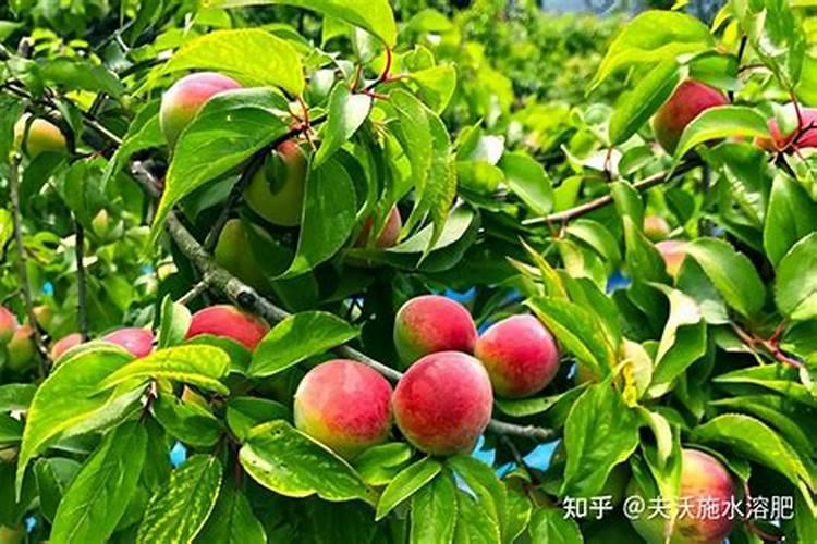 茄子膨果期可以用高钾肥吗？