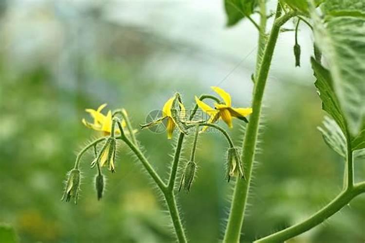 番茄开花阶段使用什么叶面肥效果好？