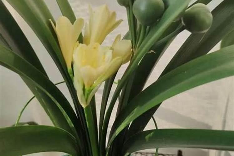 君子兰室内养殖方法