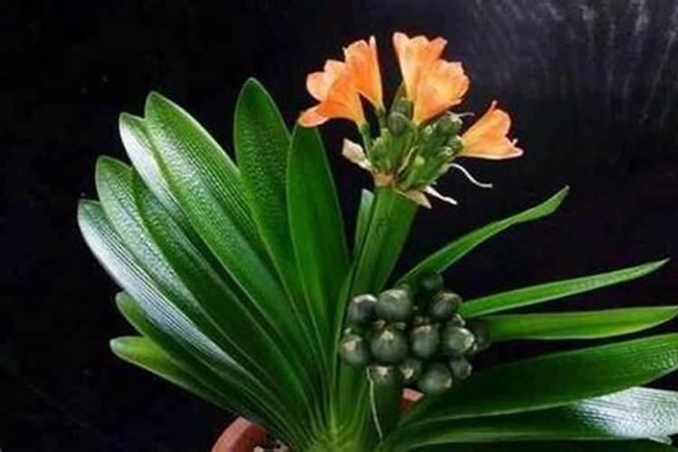 君子兰用什么肥料