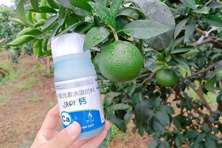 柑橘补钙正当时!掌握了这3个时期2种方法,今年果靓卖高价!