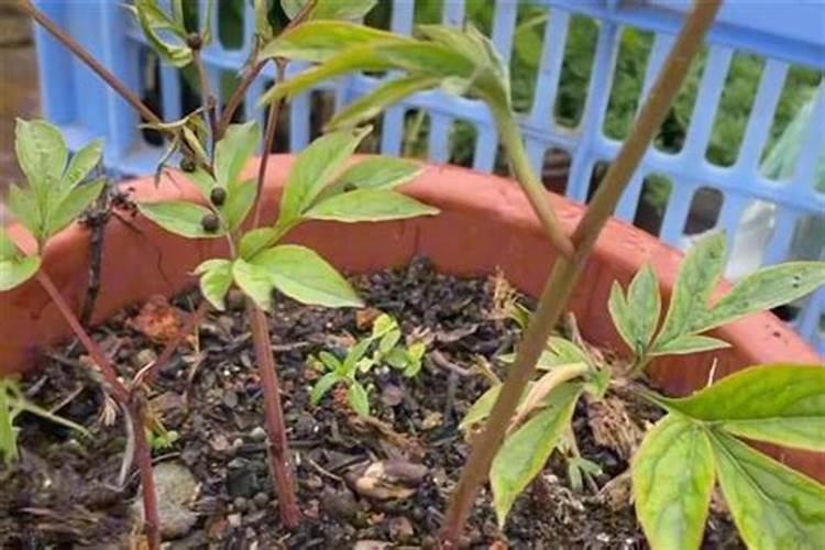 芍药花施什么肥合适