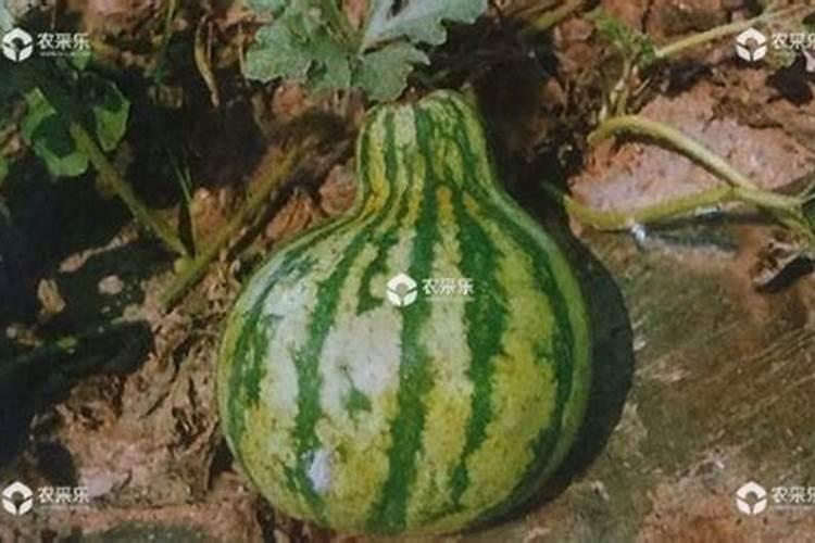 西瓜头发黄是什么病