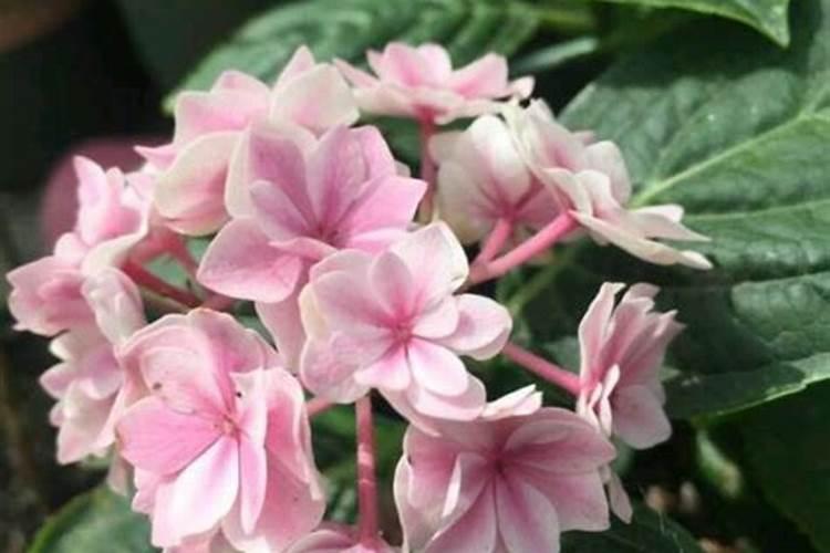 绣球有花苞了该怎么施肥